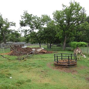 Wild Wilderness Drive Through Safari - Dromedary Exhibit