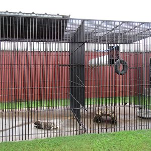 Wild Wilderness Drive Through Safari - White-Handed Gibbon/African Crested