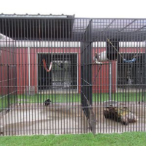 Wild Wilderness Drive Through Safari - Patas Monkey/African Crested Porcupi