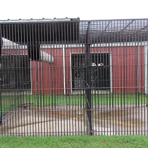 Wild Wilderness Drive Through Safari - Chimpanzee Exhibit (only half of cag