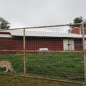 Wild Wilderness Drive Through Safari - Lion/Dog Exhibit (with zero hotwire)