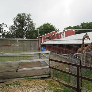 Wild Wilderness Drive Through Safari - Ramshackle Giraffe Exhibit