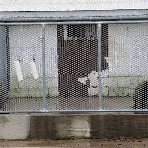 Wild Wilderness Drive Through Safari - Baboon Cage