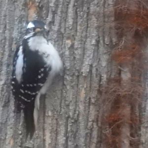 Downy Woodpecker