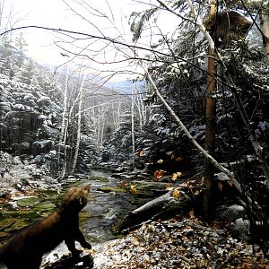 Fisher and North American Porcupine