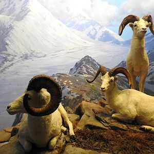 Dall Sheep