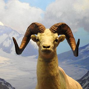 Dall Sheep