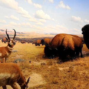Bison and Pronghorn