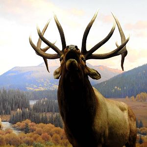 Wapiti