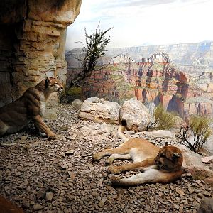 Mountain Lion