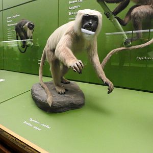 Gray Langur