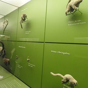 Wall of Primates
