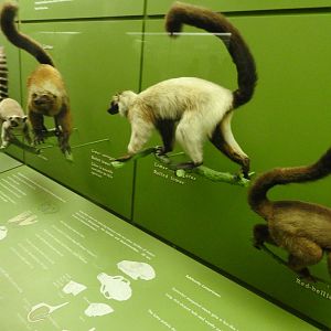 Wall of Primates