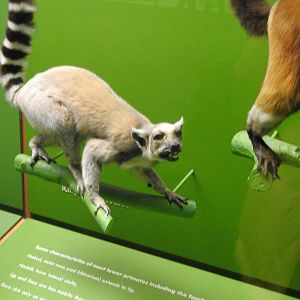 Ring-tailed Lemur
