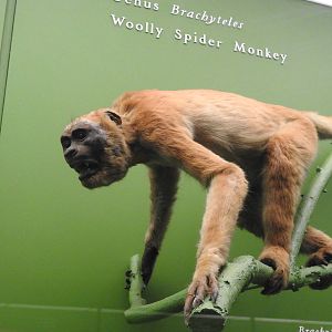 Wooly Spider Monkey