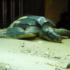Leatherback Sea Turtle