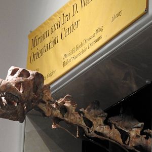 Titanosaur