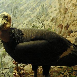 California Condor