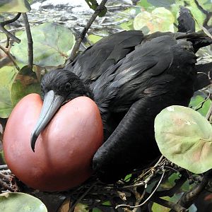 Magnificent frigatebird