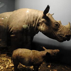 Sumatran Rhino