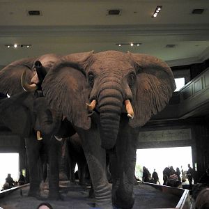 African Elephant