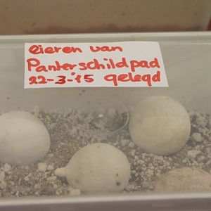 Eggs Leopard tortoise