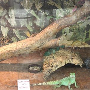 Young Green water dragon