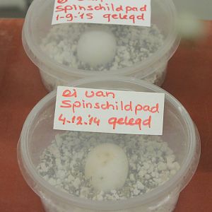 Eggs Madagascar spider tortoise