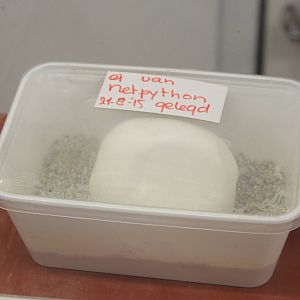 Egg Reticulated python