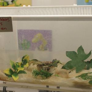 Raising tank Red-eyed tree frogs