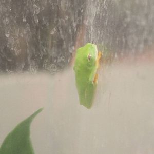 Young Red-eyed tree frog
