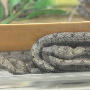 Baby Pacific ( Paulson's ) boas
