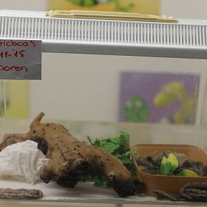 2 month old Pacific ( Paulson's ) boas