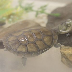 Young Adanson's mud turtle