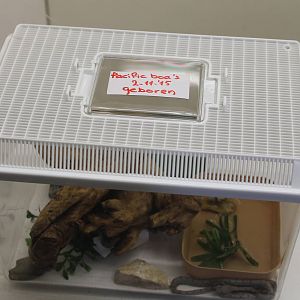 Raising tank Pacific ( Paulson's ) boas