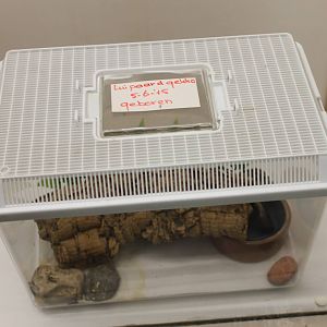 Raising tank Leopard gecko