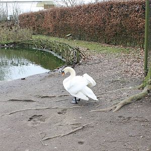 Waterfowl pond - Mute swan