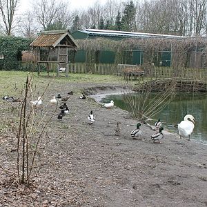 Waterfowl pond