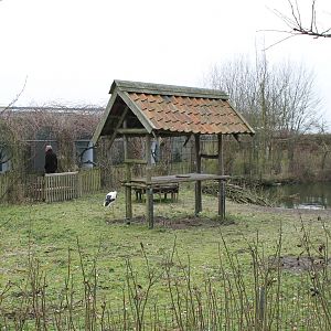 Waterfowl pond - European white stork