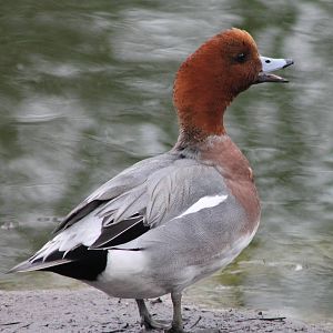 Waterfowl pond - Eurasian wigeon male