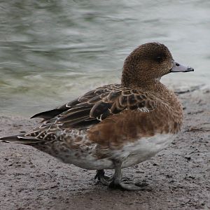 Waterfowl pond - Eurasian wigeon female