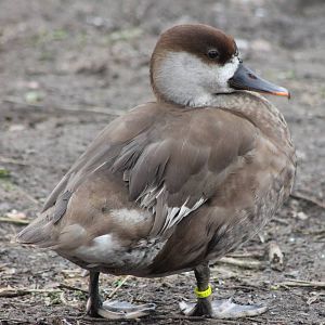 Waterfowl pond- Red-crested pochard female