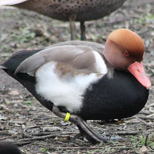 Waterfowl pond - Red-crested pochard male