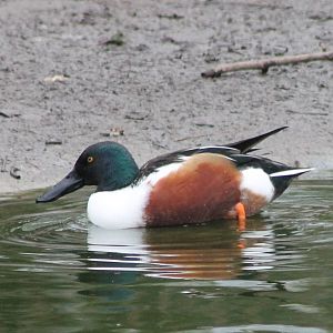 Waterfowl pond - Northern shoveler male