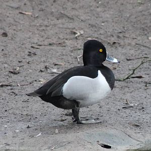Media 'Waterfowl pond - Ring-necked duck male' in category 'Vogelrevalidatiecentrum Zundert'