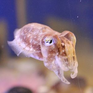 Common cuttlefish