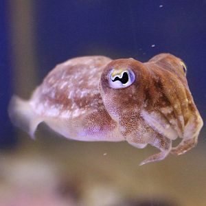 Common cuttlefish
