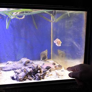 Aquarium Common cuttlefish