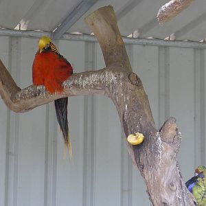 Wings Wildlife Park - Gunns Plains, Tasmaina