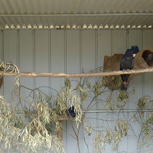 Wings Wildlife Park - Gunns Plains, Tasmaina